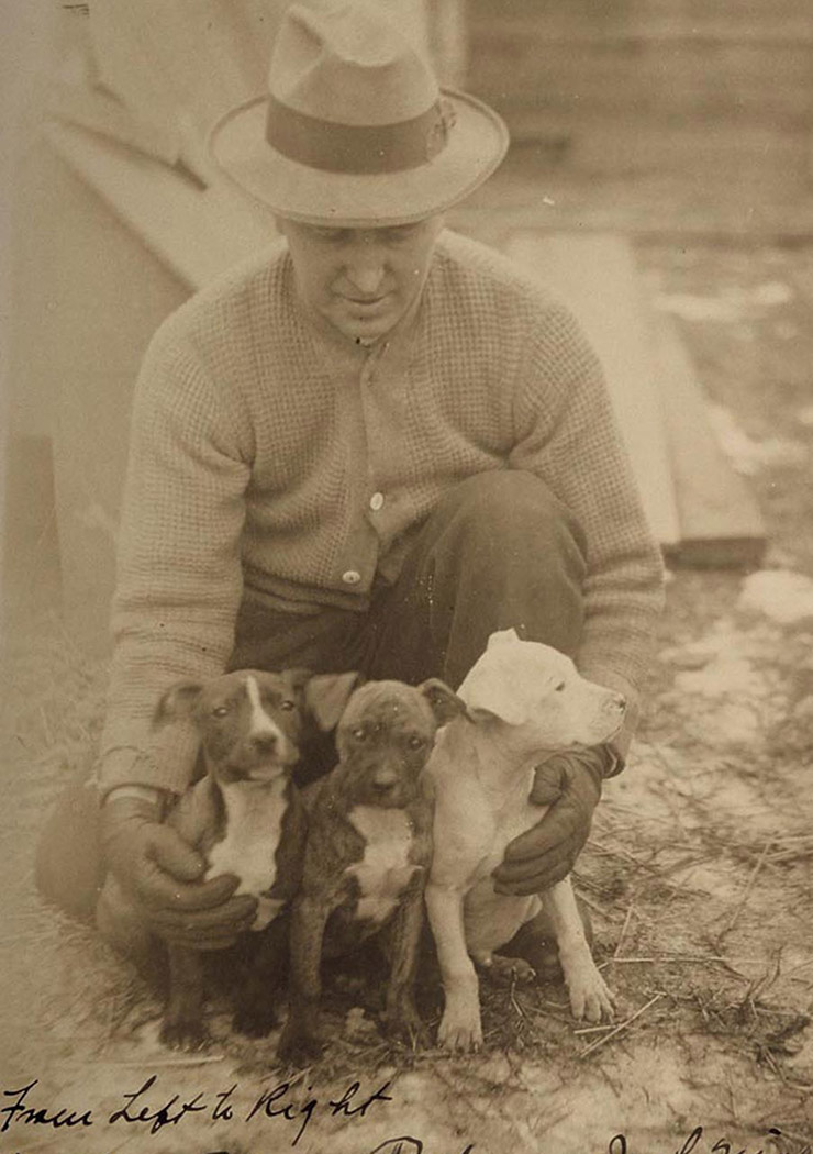 APBT puppies — the next generation