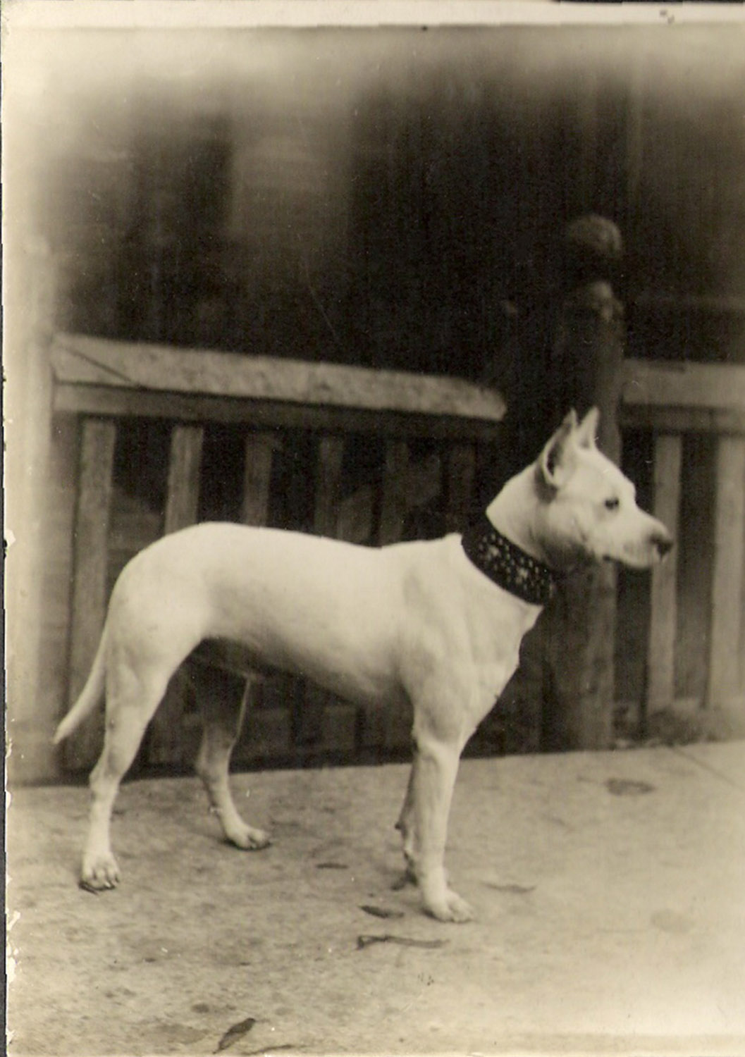 APBT — ADBA registered dog named Teddy