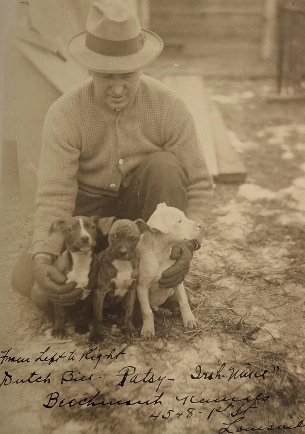 American Pit Bull Terrier — ADBA registered