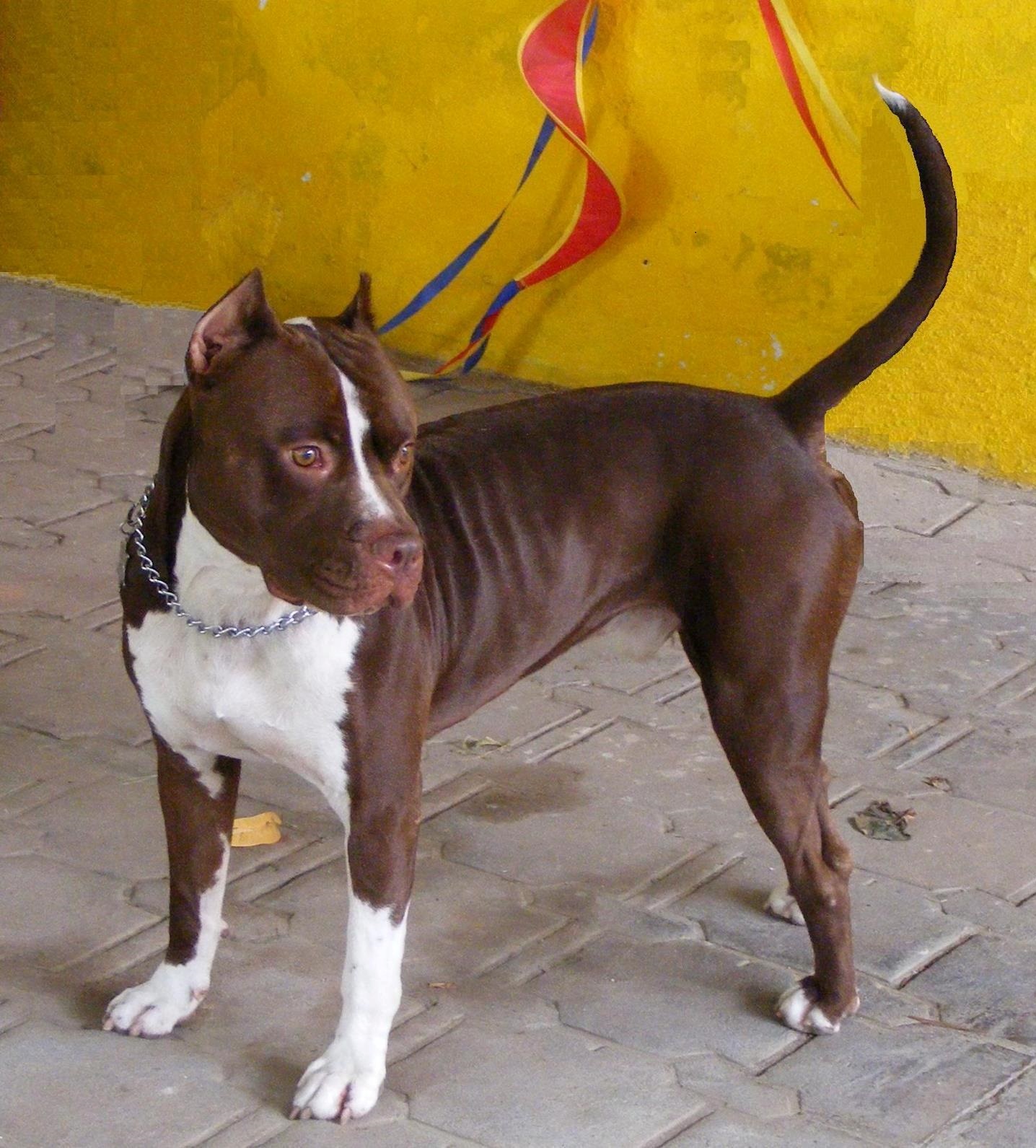 Red Nose American Pit Bull Terrier
