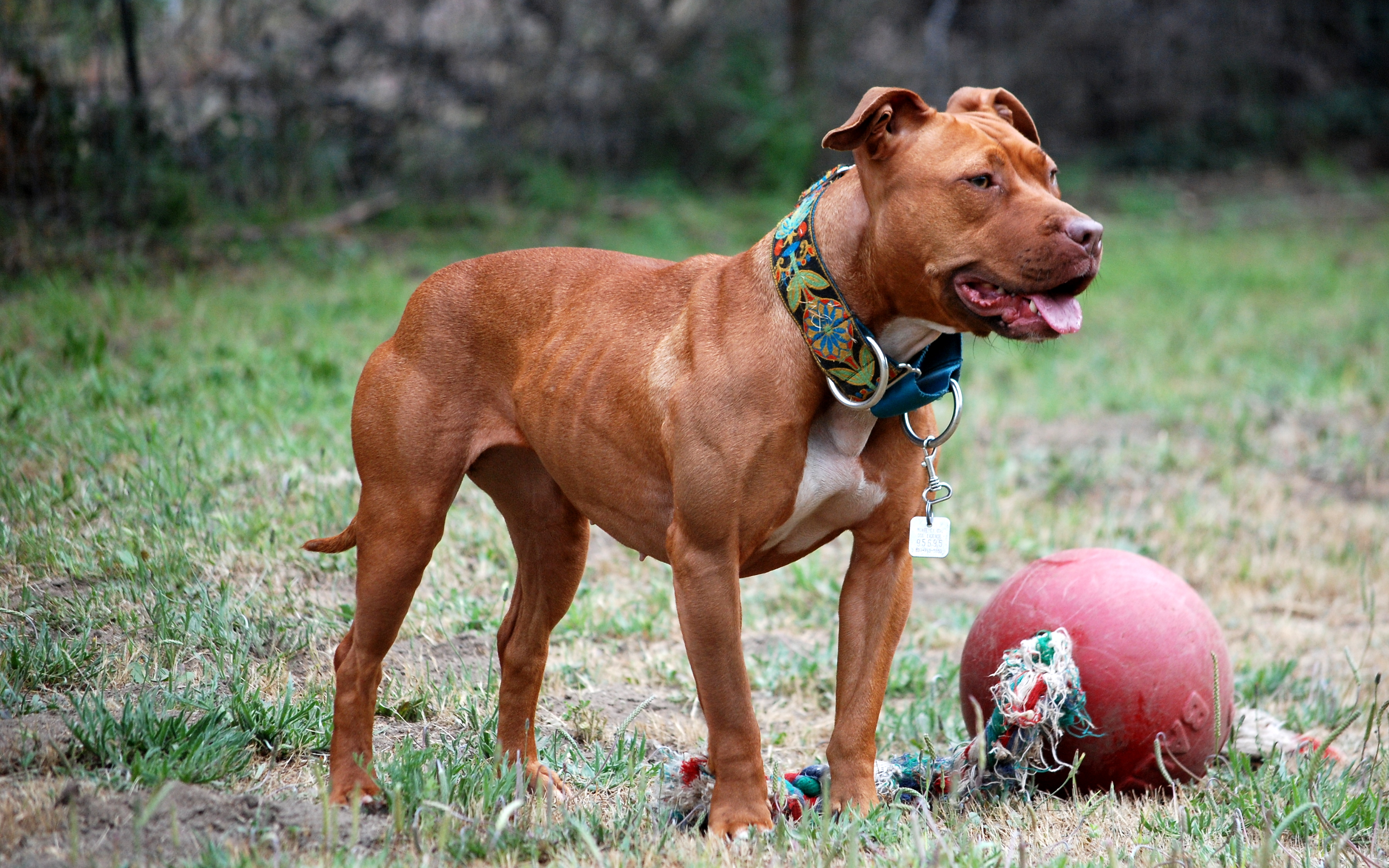 American Pit Bull Terrier — breed standard example