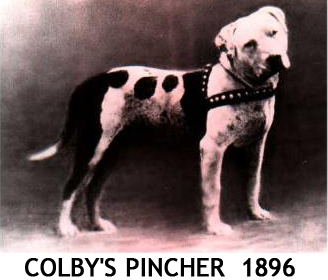 Colby's Pincher — historic APBT bloodline