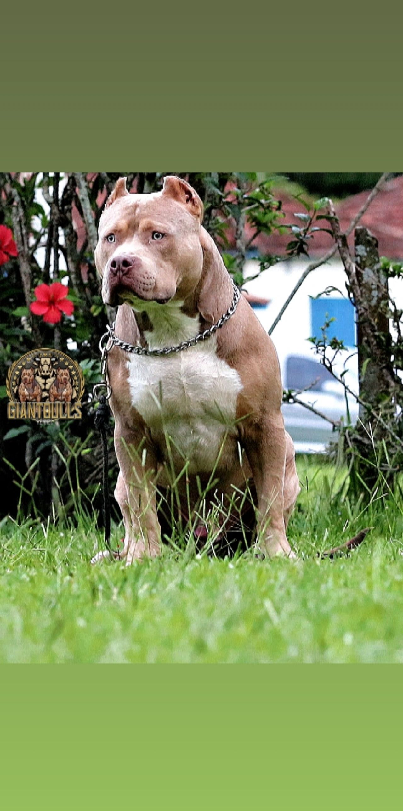 MORVANT'S CAJUN HIT MAN